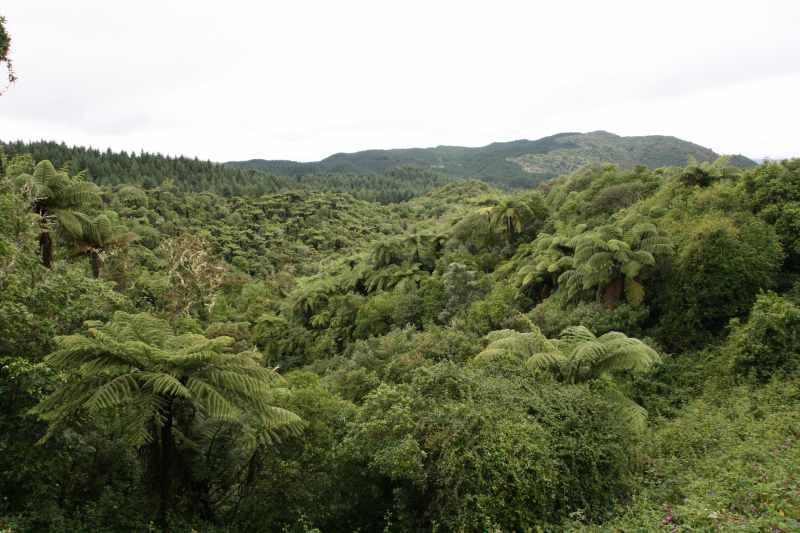 Nieuw-Zeeland 2011 - 0681